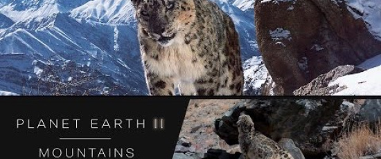 Den extremt sällsynta snöleoparden