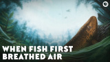 När fiskar tog sina första andetag