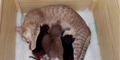 Bättre mjölk till katten