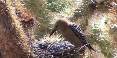 Kaktusspettens läskiga beteende