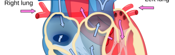 Människans cirkulationssystem. Hjärta, blodkärl och blodtryck