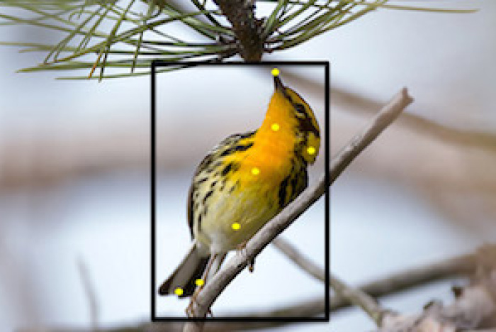 Känner du inte igen fågeln? Merlin bird kan hjälpa dig att identifiera den!