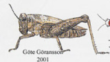 Torngräshoppans evolution