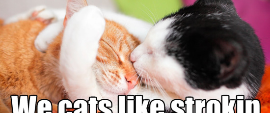 Y doez LOL cats liek a stroke?