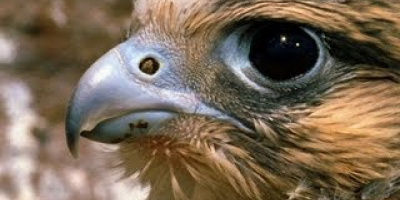 Världens snabbaste fågel: Pilgrimsfalken