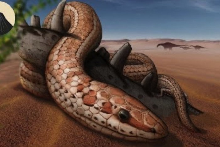Ormarnas evolution