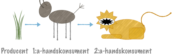 Näringskedjor och näringsvävar