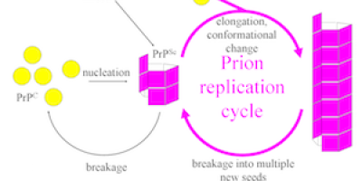 Lättrörliga prioner