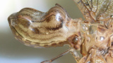 Avd. f. biologiska babblerier del 9: Mera mimikry