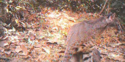 Världens mest sällsynta katt