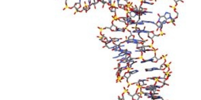 Nukleinsyrornas egenskaper. Palindrom. Restriktionsenzymer. Mutationer