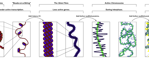 DNA-molekylens struktur och funktion (Biologi 1)