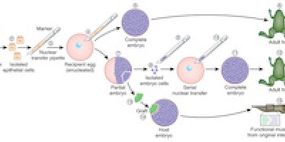 Årets Nobelpris i Fysiologi/Medicin 2012