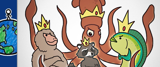 Mellanpredatorns uppgång