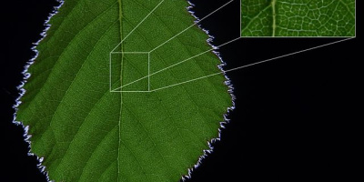 Bladets uppbyggnad och funktion