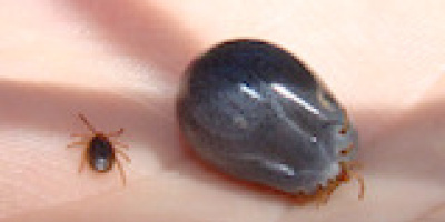 Evolutionär ekologi 1: Symbios