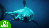 Varför Megalodon blev så 