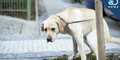 Varför snurrar hundar innan de bajsar?