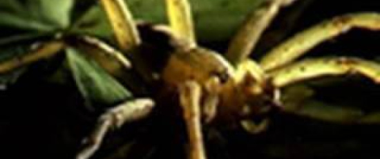 En spindel som äter grodor