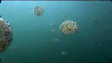 Maneter invaderar Medelhavet