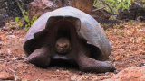 Olika sköldpaddor på Galapagosöarna