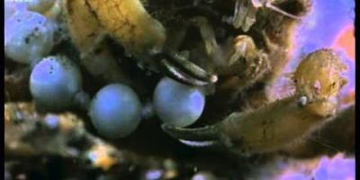 En välklädd krabba