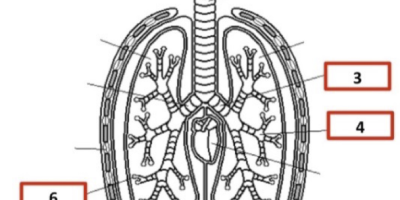 Prov 2014-04-30 i Respiration, Cirkulation och Immunförsvar