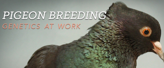 Tips: Learn genetics