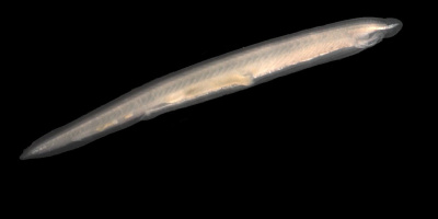 Ryggsträngsdjurens systematik