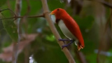 Paradisfåglar på Papua Nya Guinea