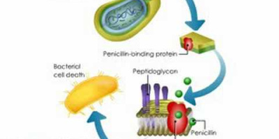 Hur penicillin fungerar