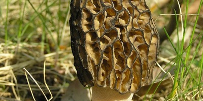 Svamparnas indelning och ämnesomsättning