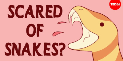 Rädd för ormar? Då vill du se det här!