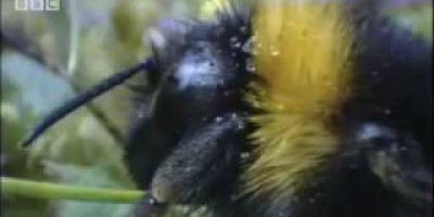 En smart humle-drottning