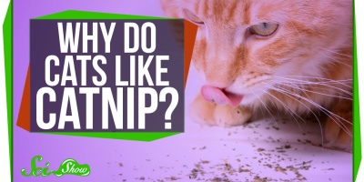 Varför gillar katter kattmynta?