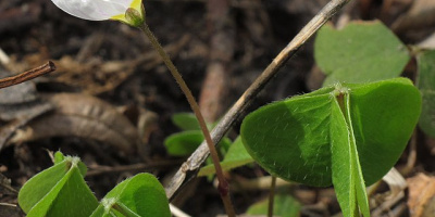 Aromatiska karboxylsyror. Dikarboxylsyror. Hydroxisyror