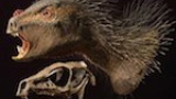 Vad får man om man korsar en vampyr, en fågel och ett piggsvin?