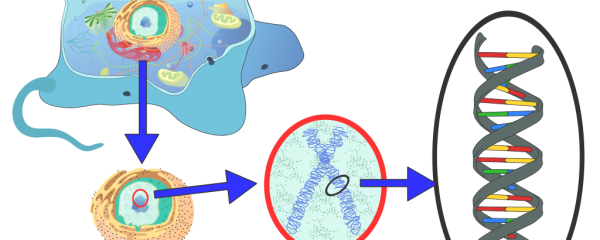 Kunskapsmål och nyckel­begrepp: Cellgenetik