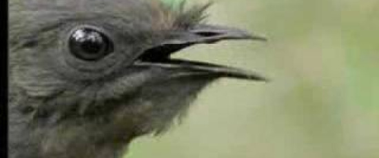 Den fantastiska lyrfågeln