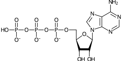 Bärarmolekyler
