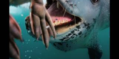 Har du någonsin blivit matad av en sjöleopard?