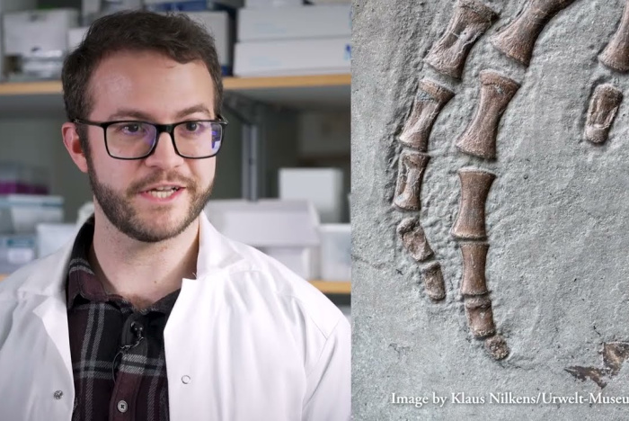 Mjukvävnad från 183 miljoner år gammal Plesiosaurus analyserad