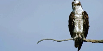 Fiskgjuse vs. pilgrimsfalk