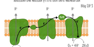Cellandningen (Biologi 2)