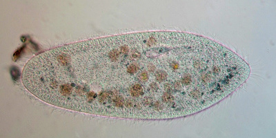 Matspjälkning hos olika typer av djur