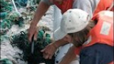 Miljontals ton plastskräp i Stilla havet