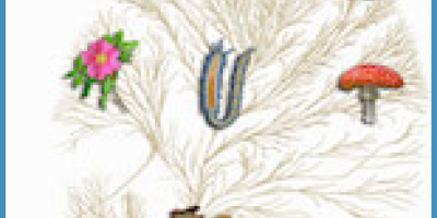 Instuderingsfrågor i Biologi 2: Systematik