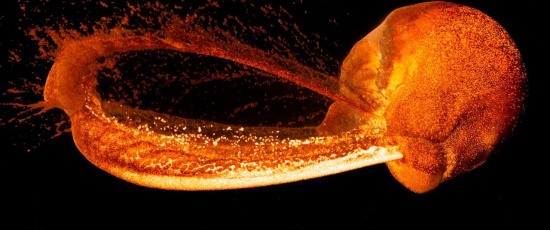 Superdatorsimulering av hur månen bildades