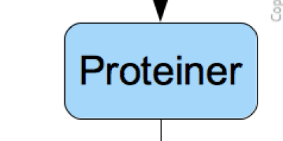 Recessiva och dominanta mutationer. Kön