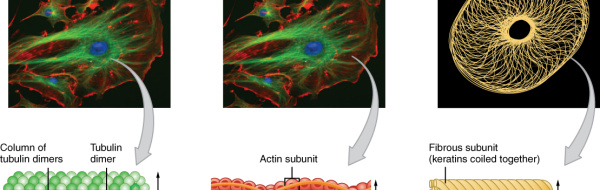Cellskelettet. Flageller och cilier